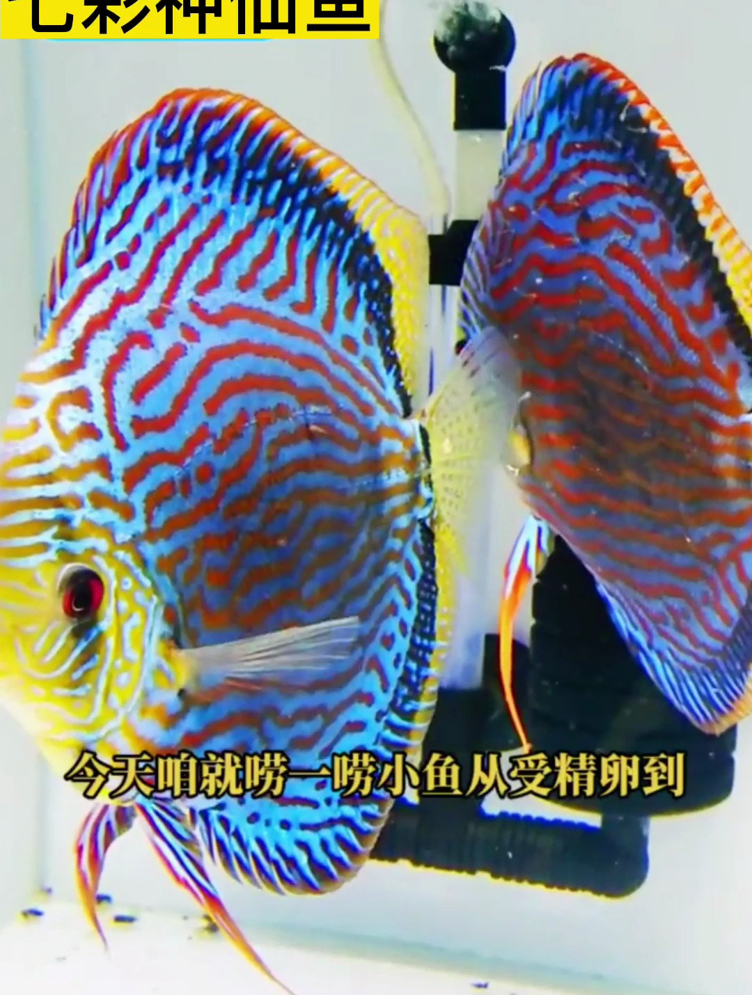 七彩神仙鱼繁殖?今天聊聊产卵期间如何换水喂食,小鱼如何上身