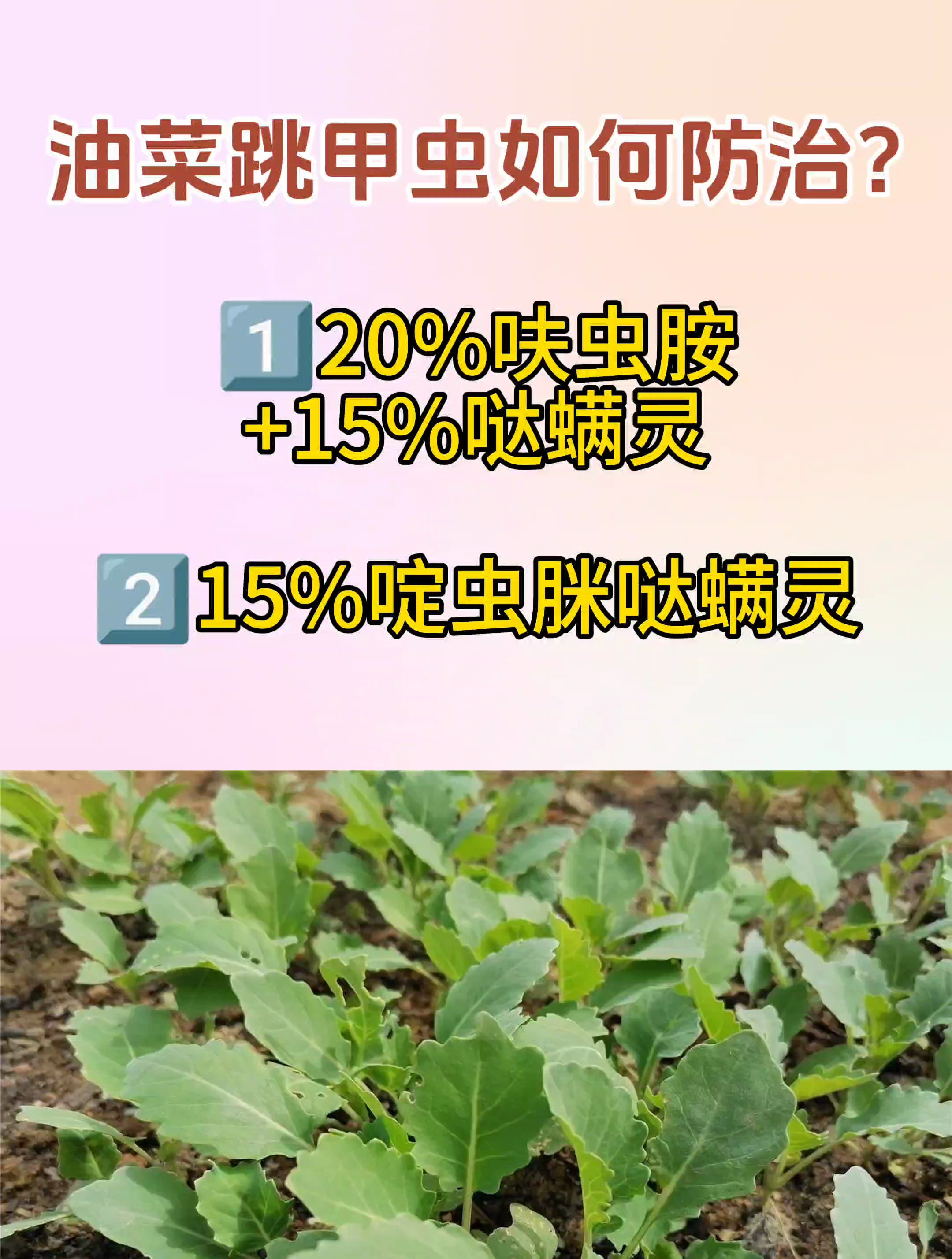 油菜病虫害防治:油菜跳甲如何防治?