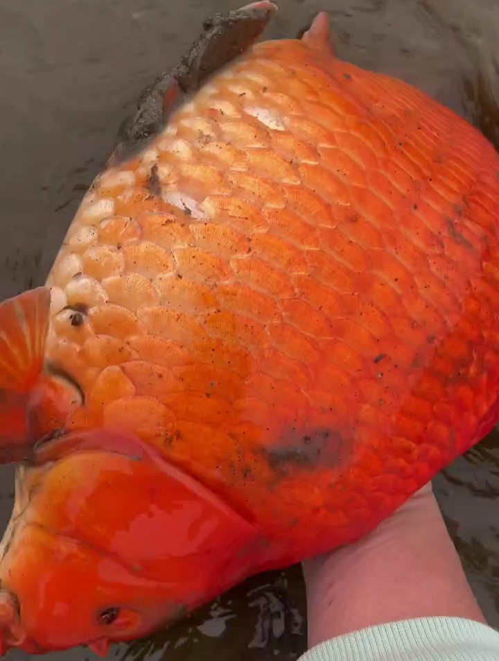 小河边抓鱼,发现一只超级大的红色鲫鱼