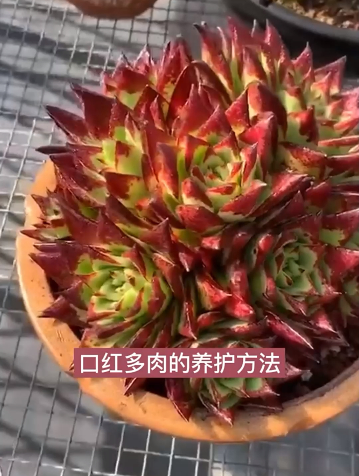 口红多肉该怎么才能养好你?分享多肉养护小常识,看完了点赞收藏