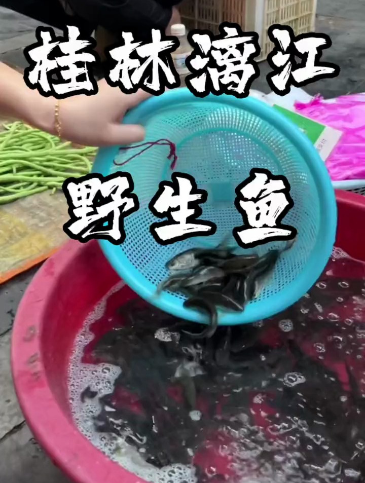 卖鱼的阿伯说这是漓江里野生的鱼,你们说我是不是被忽悠了