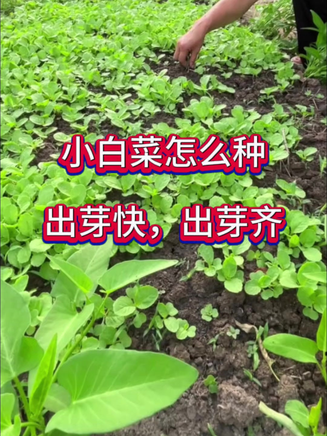 小白菜怎么种?出芽齐,出芽快