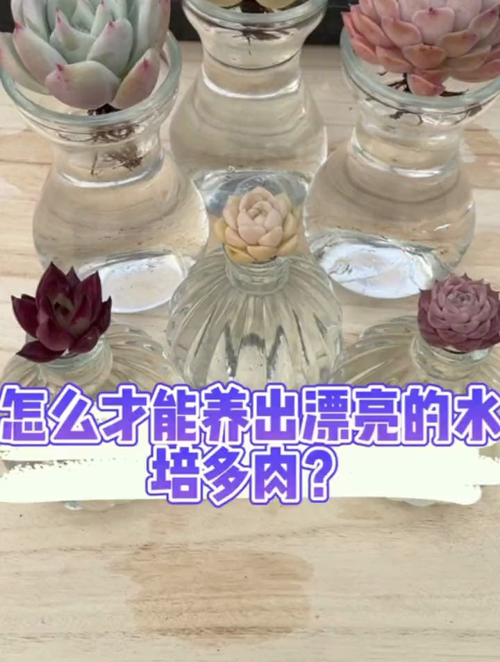 怎么样才能养出漂亮的水培多肉?