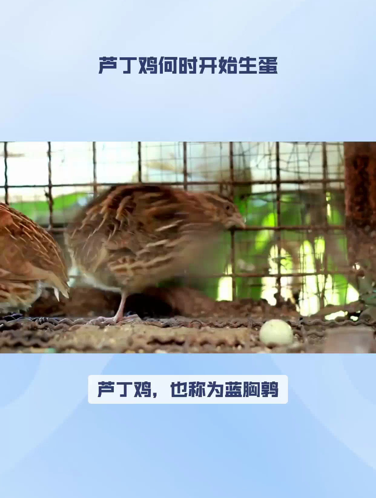 芦丁鸡产蛋秘籍,揭秘多久可生蛋,养殖者必知的黄金法则!
