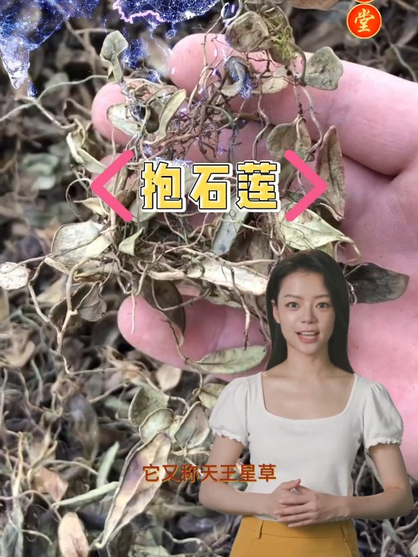 抱石莲的功效和选择,欢迎家人们了解