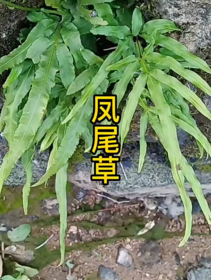 常见而被忽视的实用小草——凤尾草