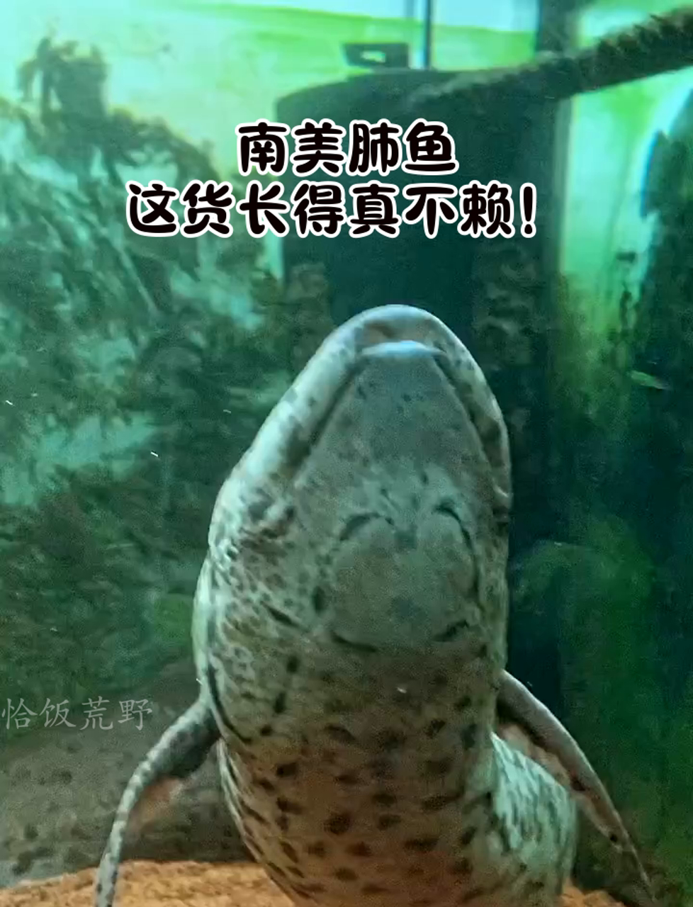 南美肺鱼,这货长得真不赖!