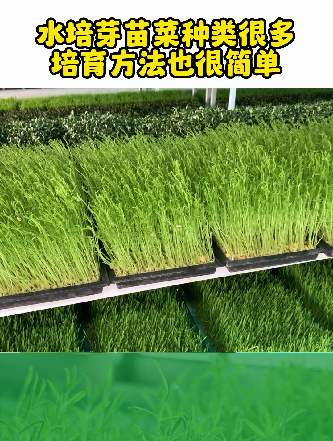 水培芽苗菜的种类有很多,花生芽、香椿苗都可,培育方法也很简单