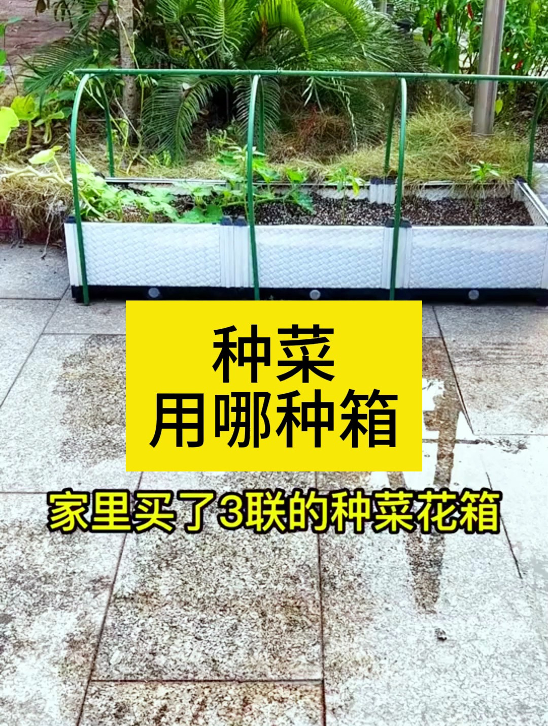 有能用十年的种菜箱你信吗?真抗造!