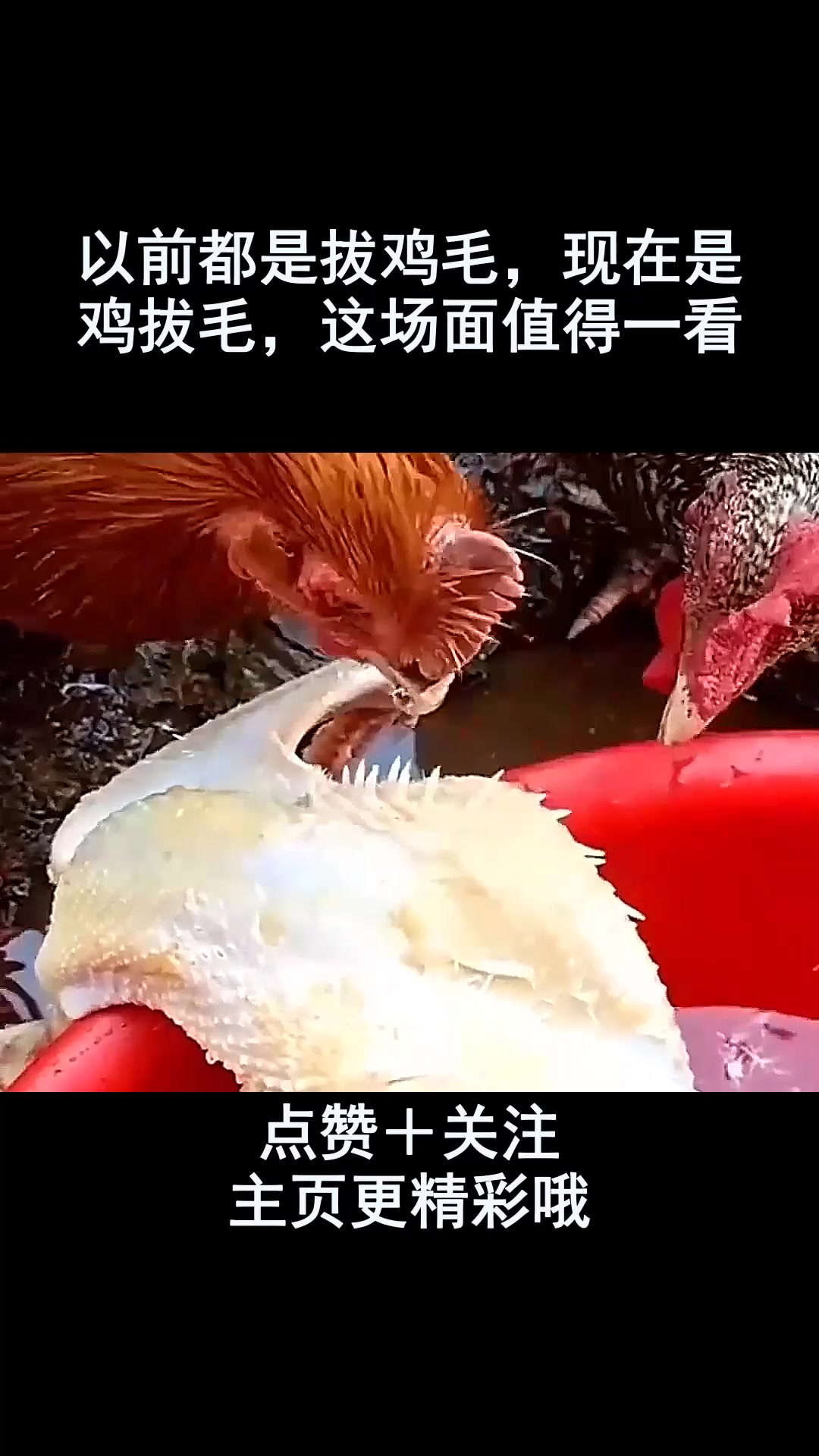以前都是拔鸡毛,现在是鸡拔毛,这场面值得一看