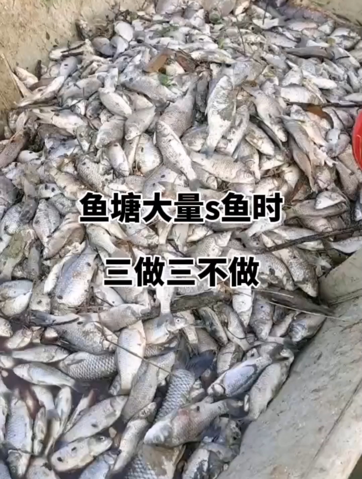 鱼塘大量死鱼时三做三不做,水产养殖技术分享