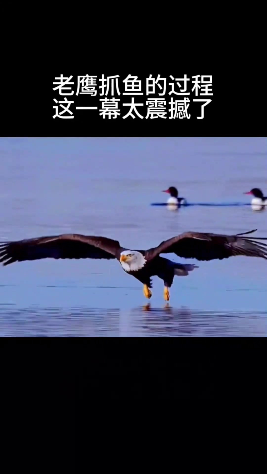 老鹰抓鱼的过程,这一幕太震撼了