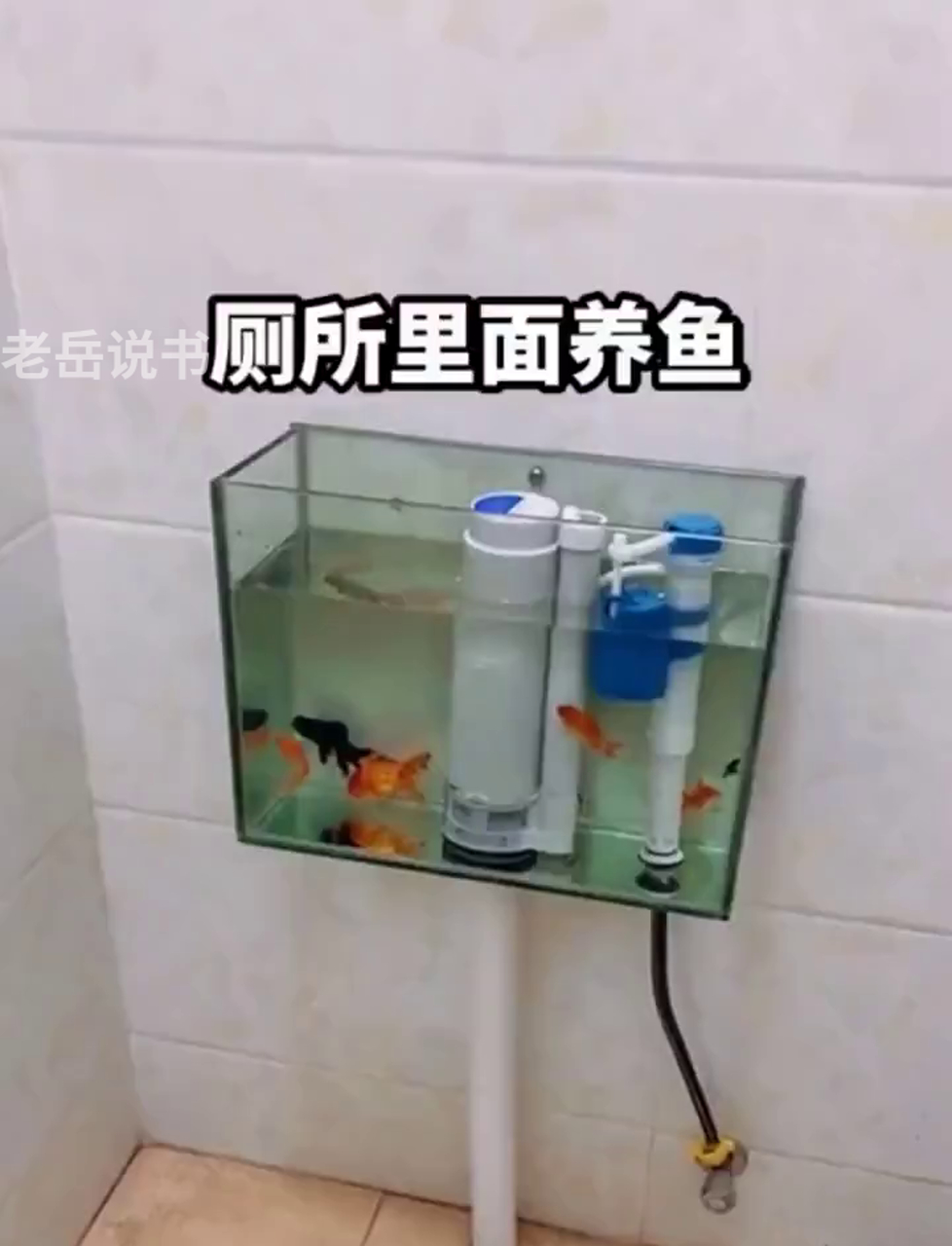 这厕所里养鱼,你可真会玩啊!