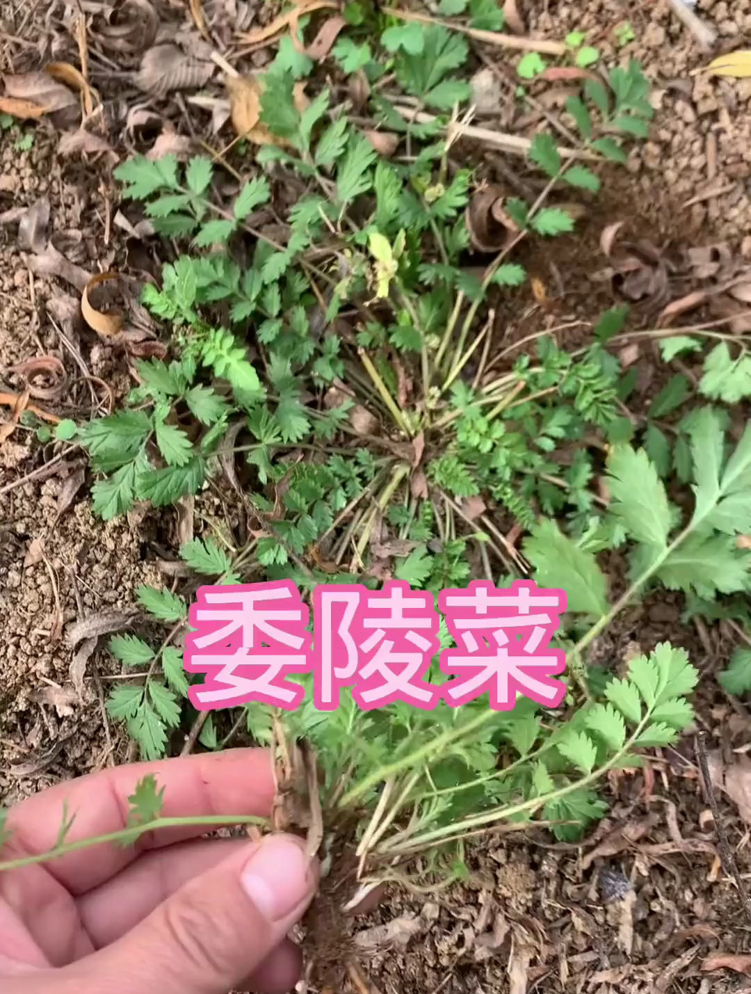 植物知识之委陵菜
