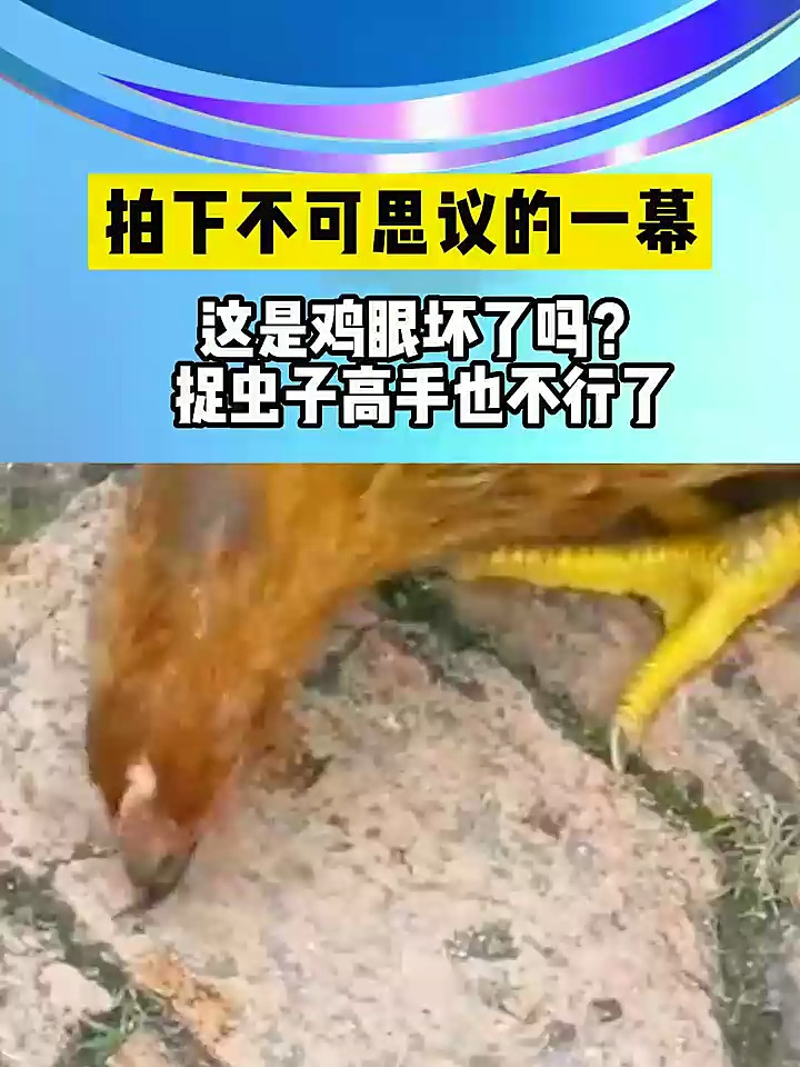 拍下不可思议的一幕,这是鸡眼坏了吗?捉虫子高手也不行了