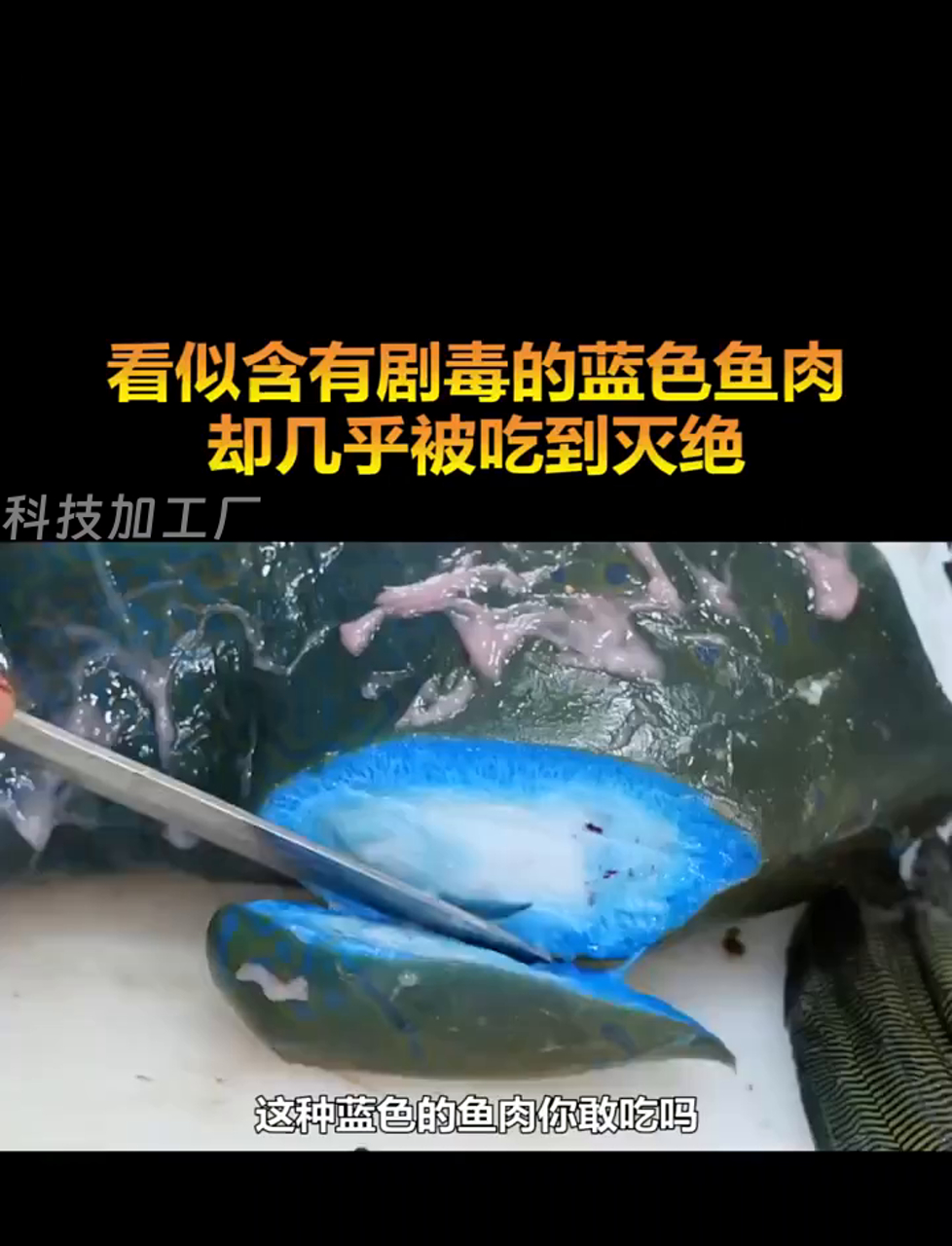 你敢尝这蓝色鱼肉吗?