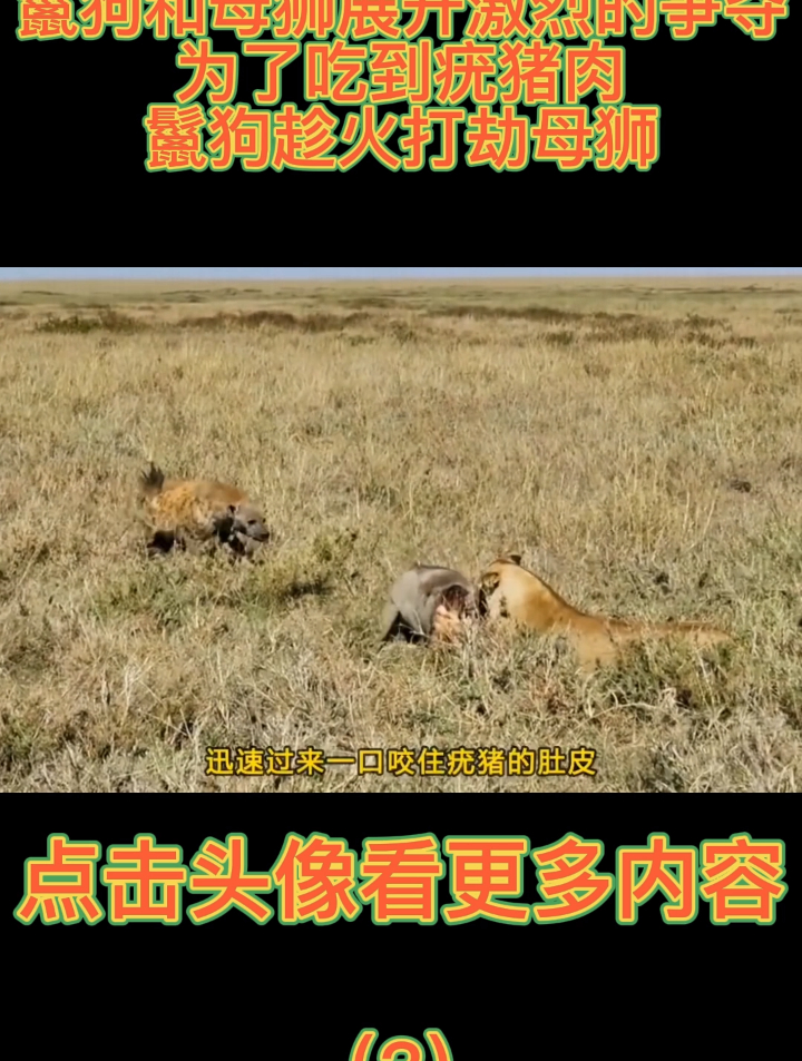 鬣狗和母狮展开激烈的争夺,为了吃到疣猪肉,鬣狗趁火打劫母狮3