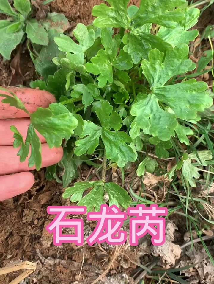 植物知识之石龙芮,听我来讲