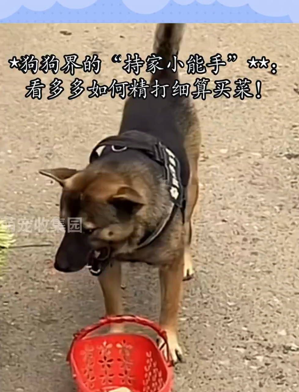 *狗狗界的持家小能手**:看多多如何精打细算买菜!