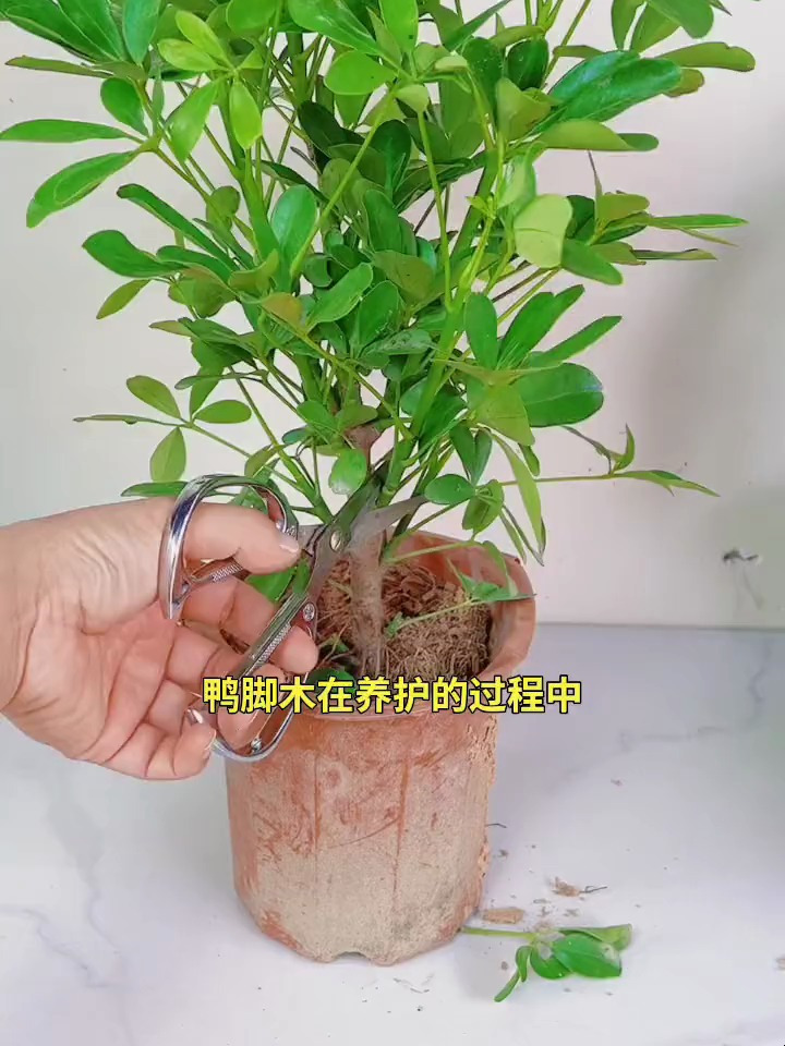 你还在犹豫如何养护鸭脚木吗?分享养护秘籍,让你的植物焕发新生