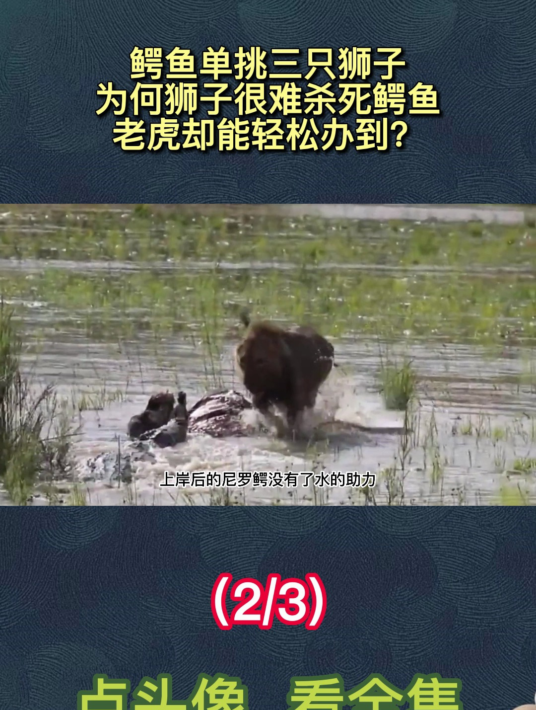 鳄鱼单挑三只狮子,为何狮子很难杀死鳄鱼,老虎却能轻松办到?