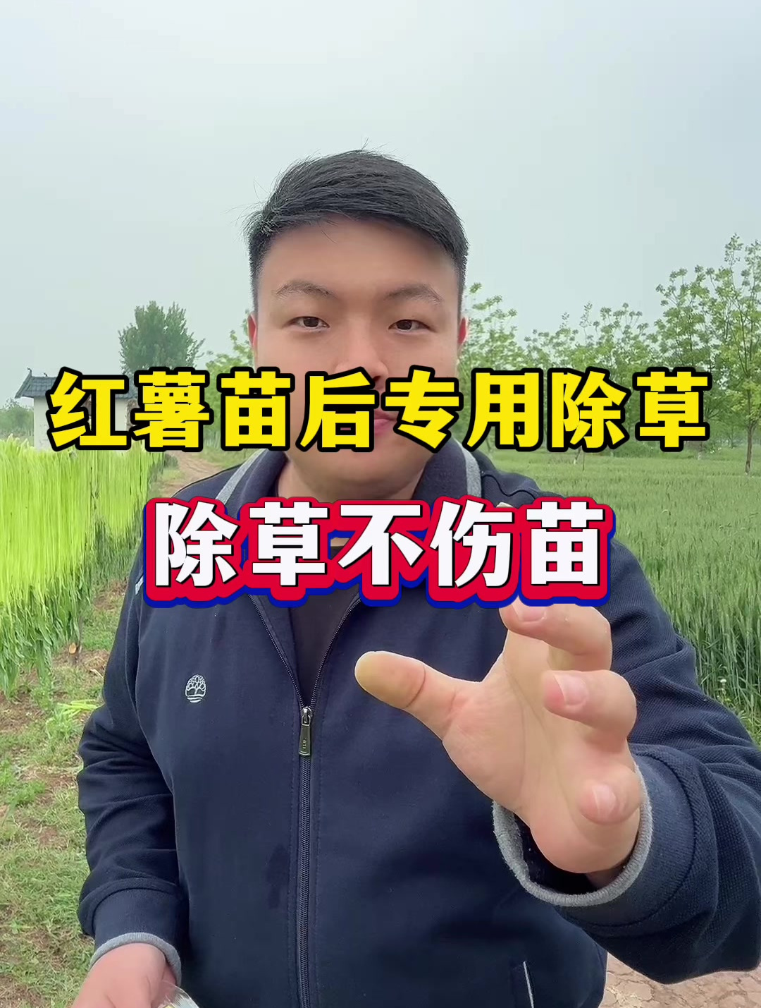 只需要打一次的,红薯田苗后专用除草配方!除草彻底不伤苗!