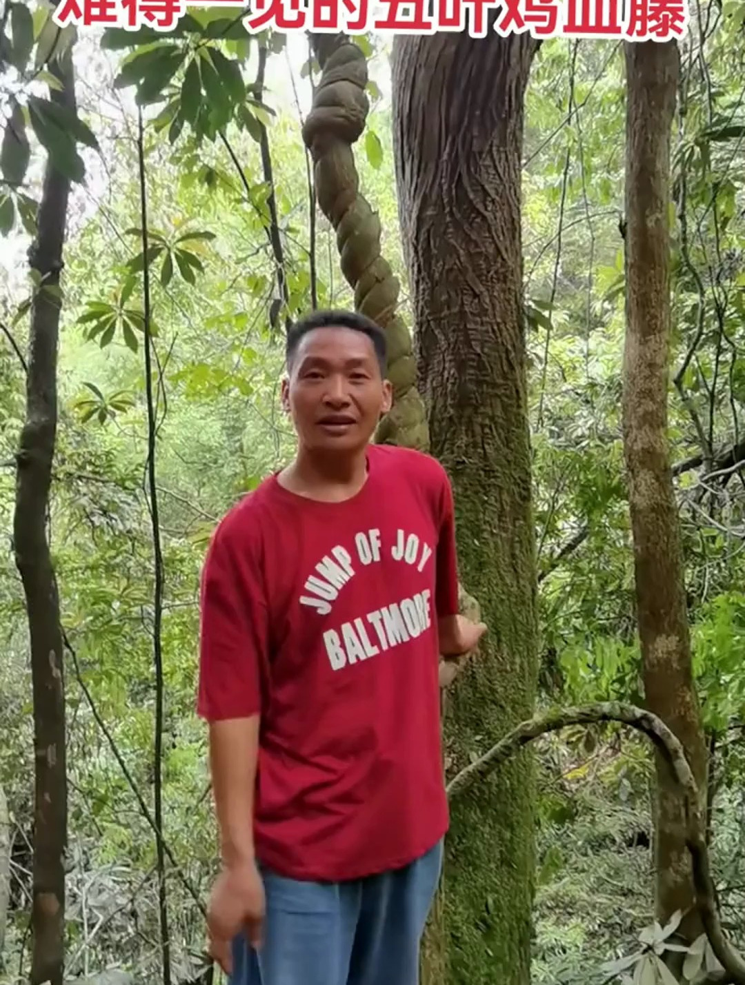 五叶鸡血藤的用途,你知道吗?绿水青山就是金山银山