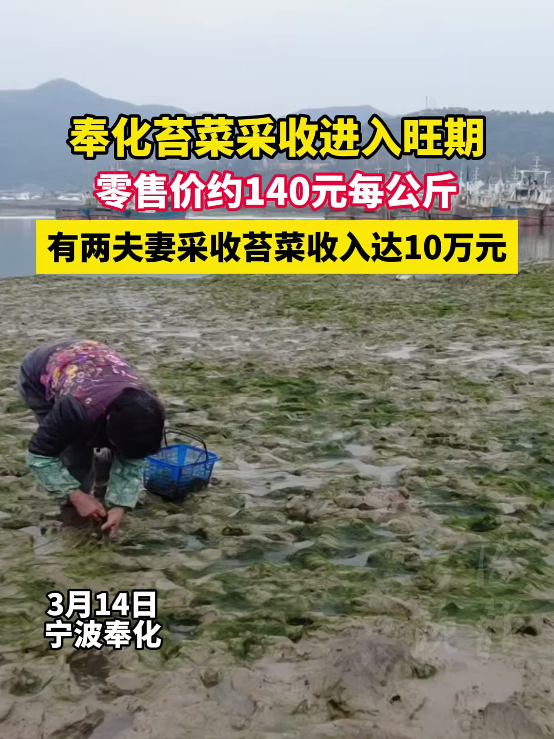 奉化苔菜采收进入旺期,零售价约140元每公斤,有两夫妻采收苔菜收入达10万元