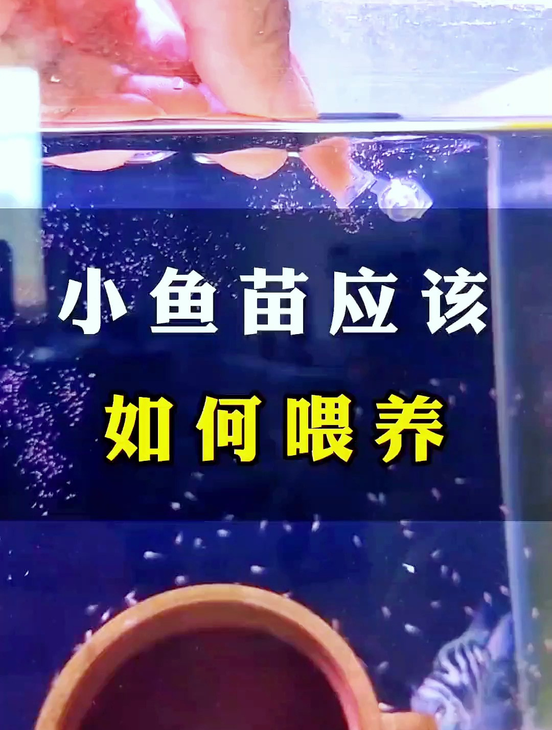 你知道刚出生小鱼苗吃什么吗?正确喂养很重要!