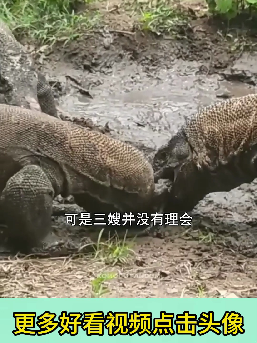 走进自然,观赏三嫂怒怼野猪现场