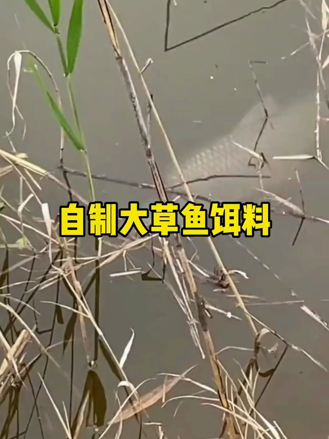 都知道草鱼爱吃草,但你知道真正草鱼最爱吃的是什么吗?