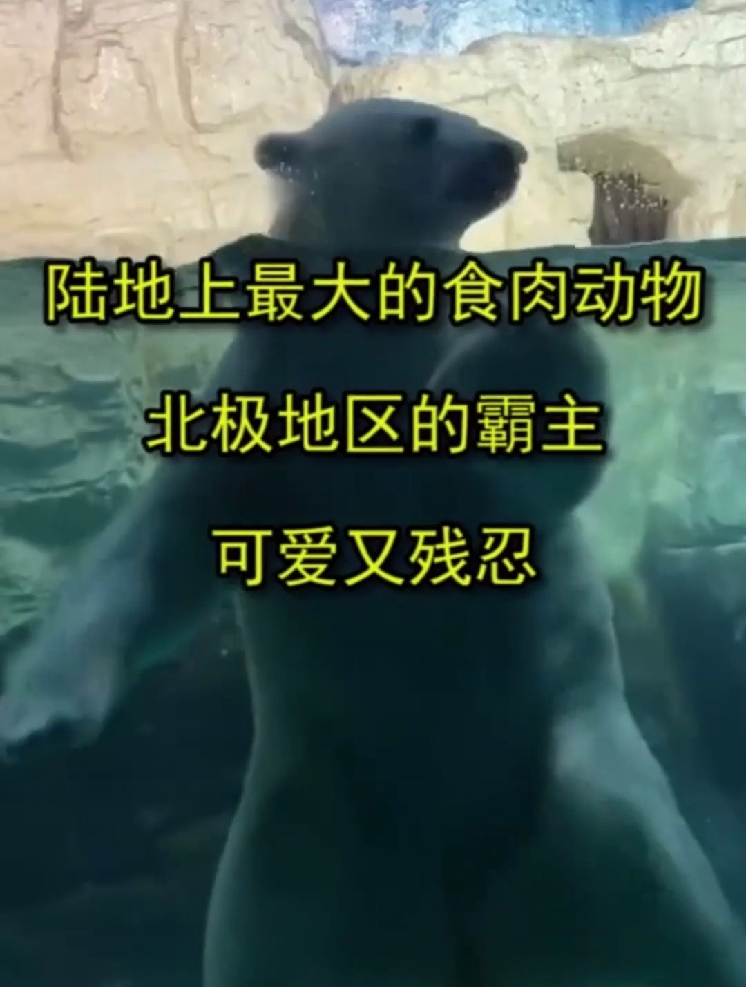 陆地上最大的食肉动物,北极地区的霸主,可爱又残忍
