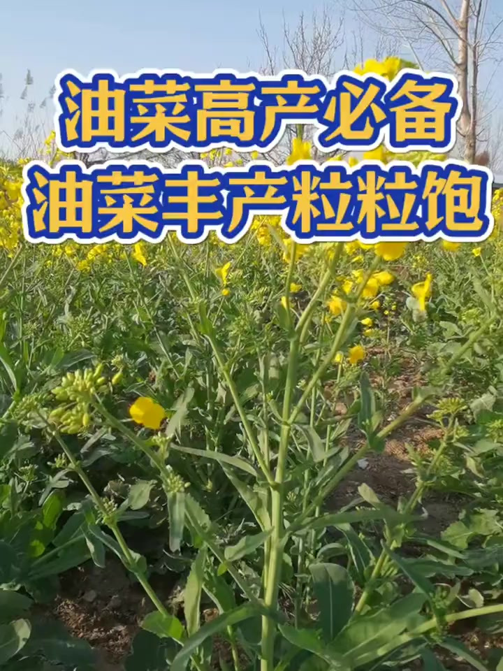 油菜丰产粒粒饱,油菜高产必备!提高出油率!促花授粉!