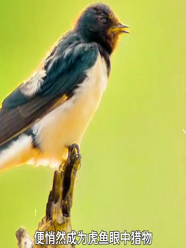 逆袭捉鸟的鱼,非洲虎鱼跃出水面追杀飞鸟!