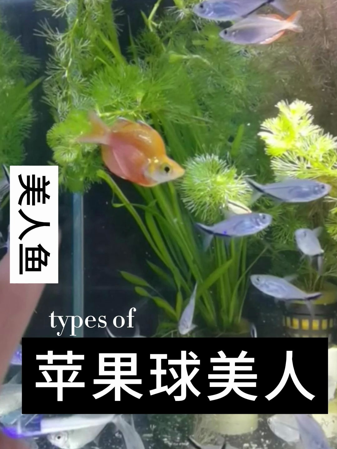 红苹果美人鱼不要和小型灯鱼一起混养。因为这个鱼生性比较凶猛