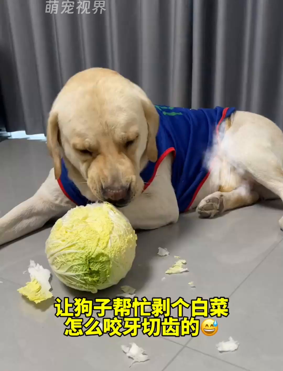 我家毛孩子:别家小汪都去散步了,我却在这弄烂白菜