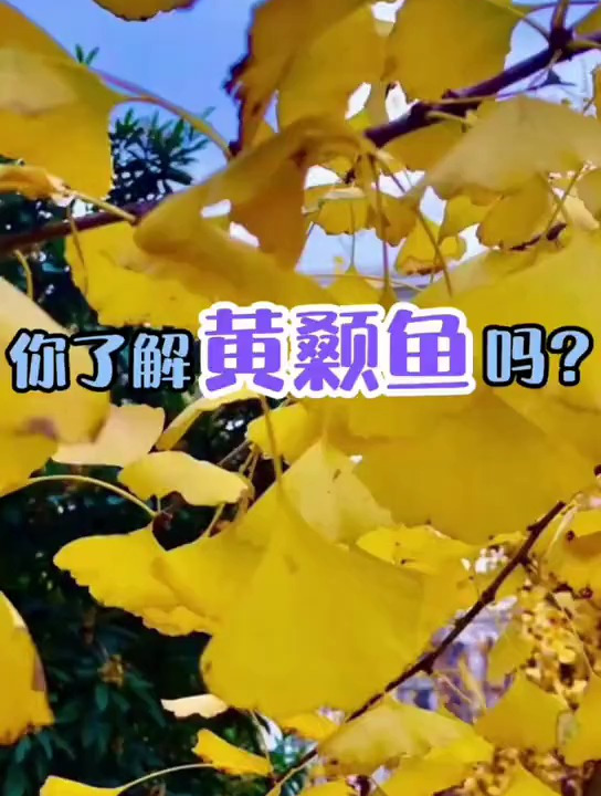 带你了解黄颡鱼。水产养殖技术分享