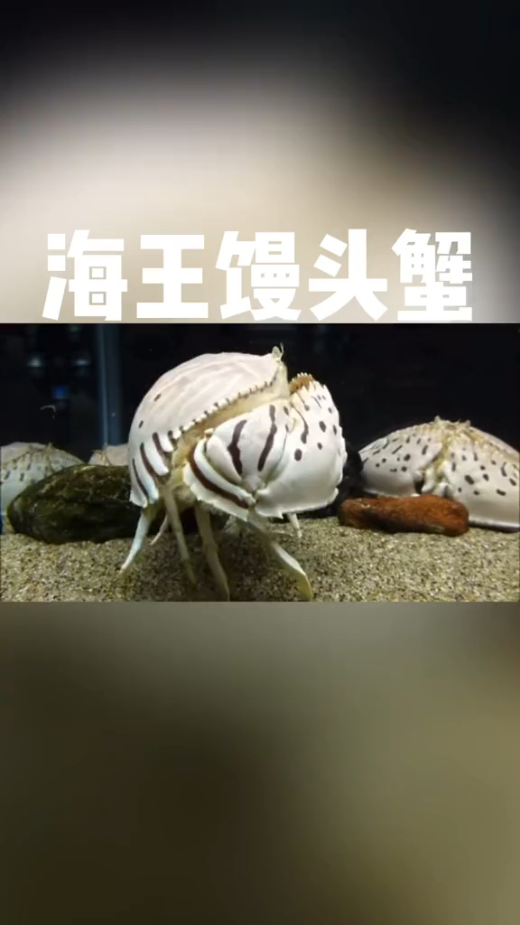 海王馒头蟹 馒头蟹 生物鉴定!