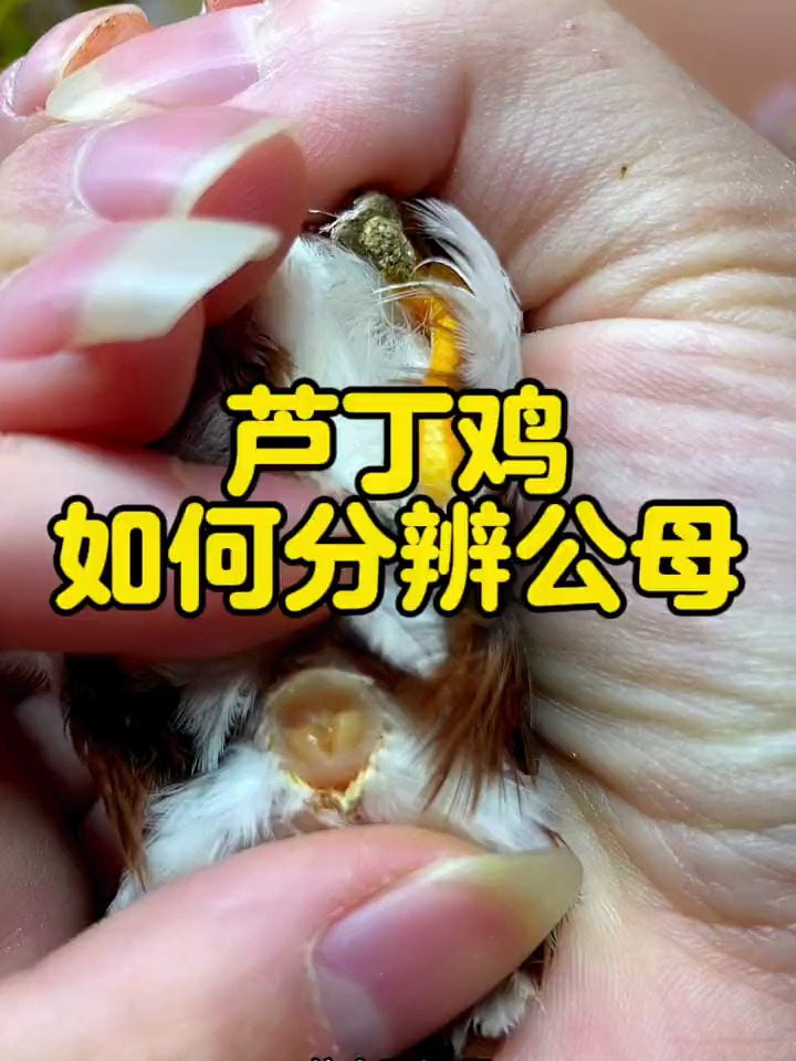 芦丁鸡如何分辨公母