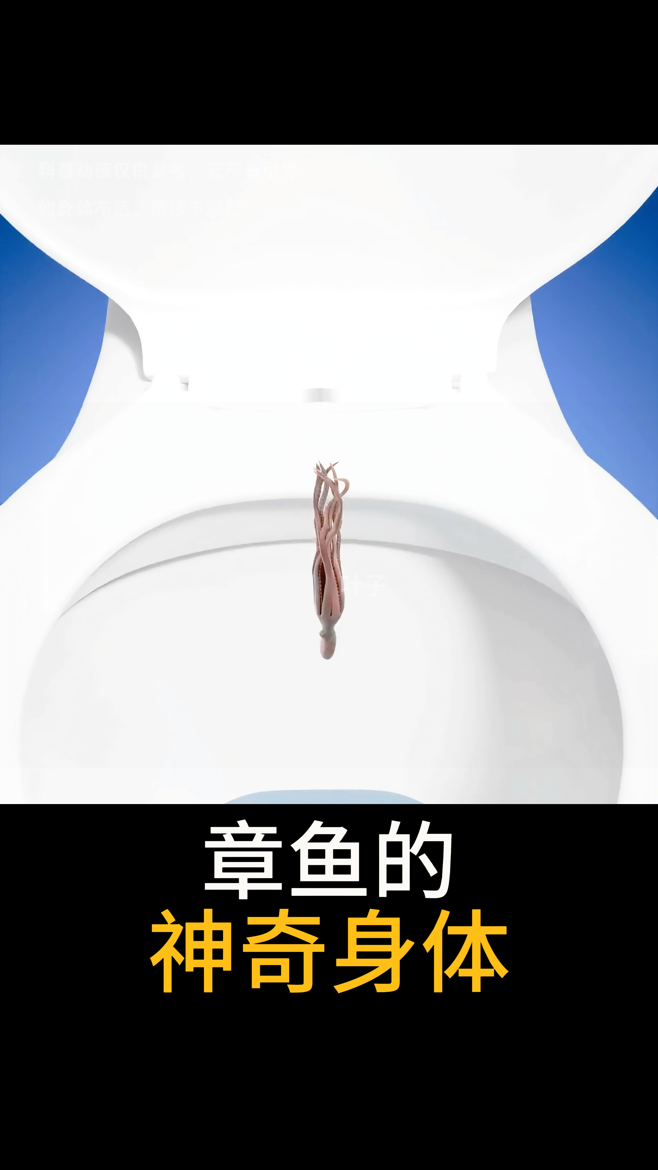 一分钟了解章鱼和它的须