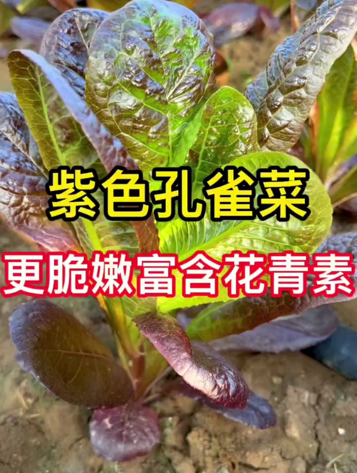 孔雀菜,绿色和紫色的区别在哪,为何老农户都爱种这个品种?
