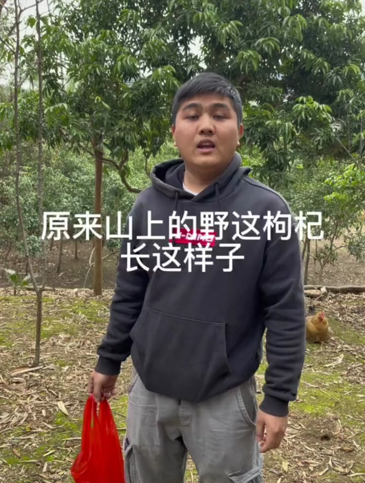野枸杞,小小粒,煲汤煮水都可以放一点去