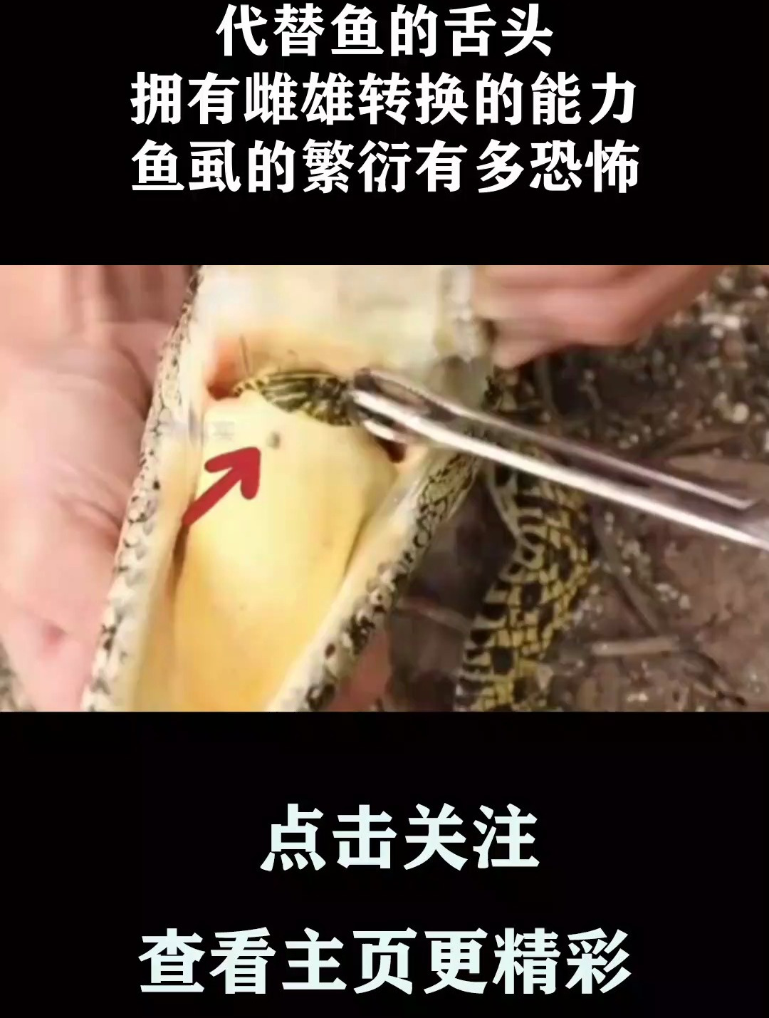 代替鱼的舌头,拥有雌雄转换的能力,鱼虱的繁衍有多恐怖?