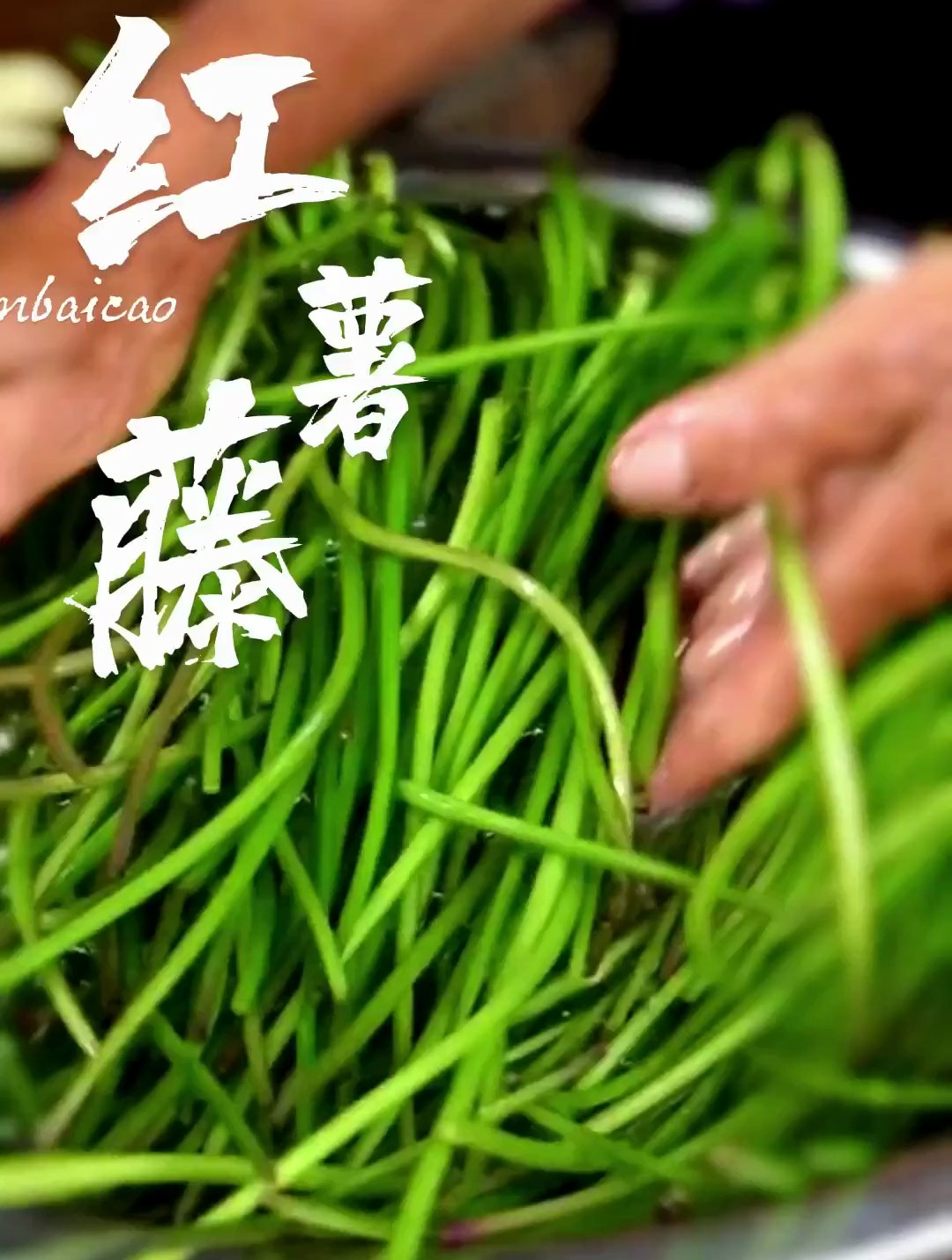植物科普:你认识红薯藤吗?你知道他的作用与功效吗?