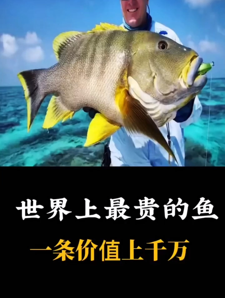 世界上最贵的三种鱼,一条都可以让我们翻身