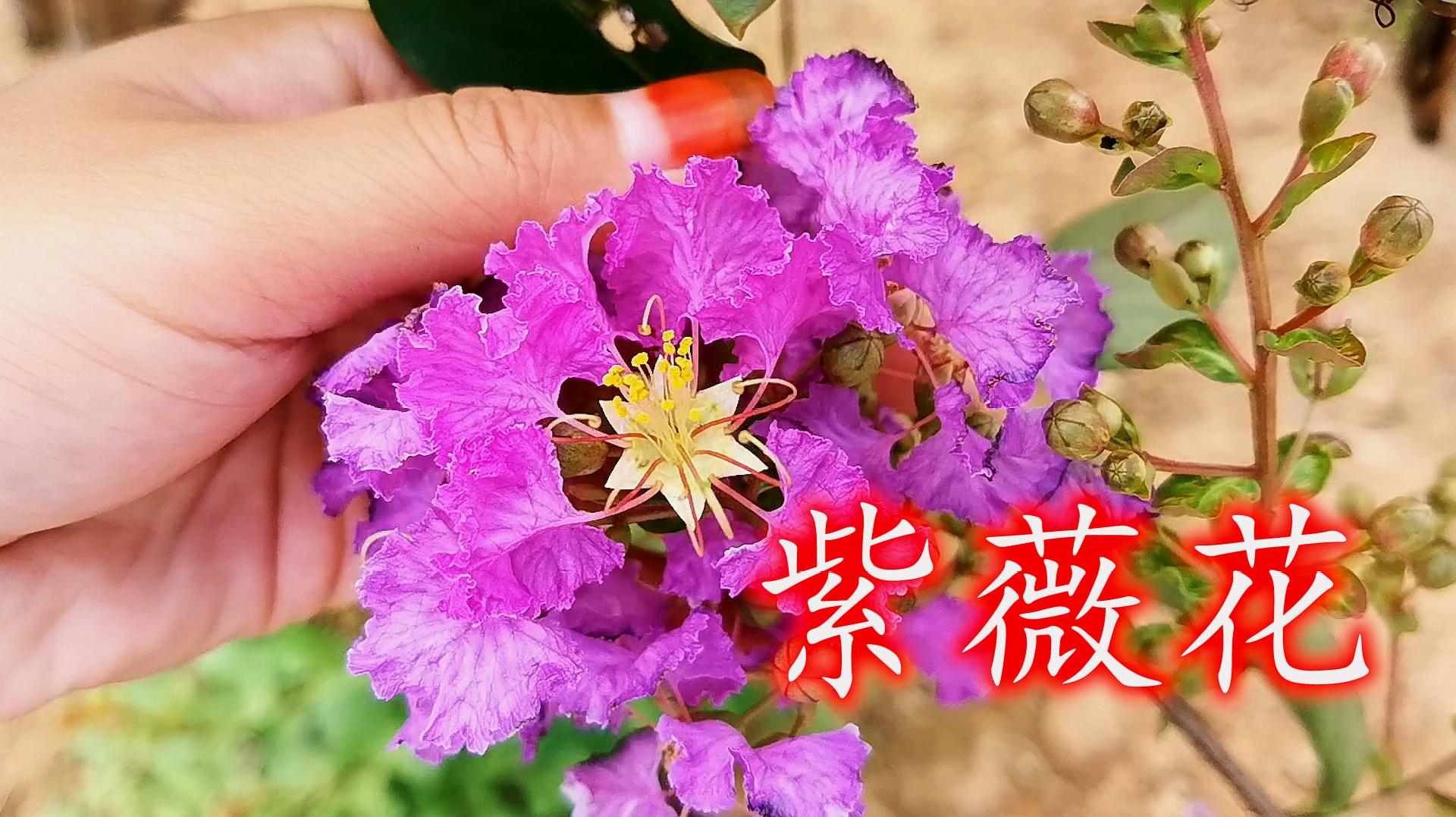 [图]花姿烂漫的紫薇花,娇艳欲滴观赏性很高,它的药用价值你知道吗?