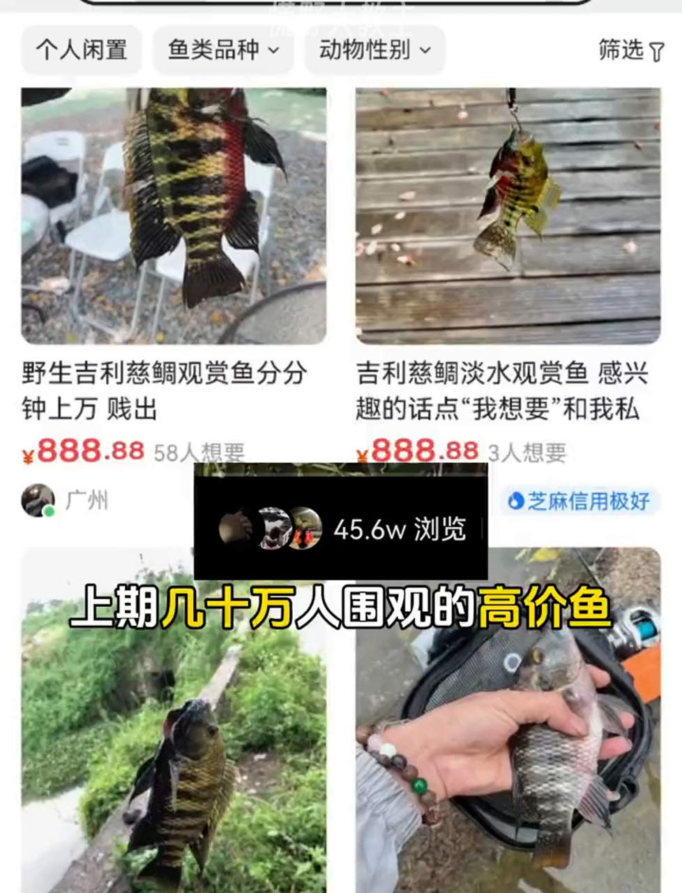 网红贵价鱼值得一试吗?吉利慈鲷大揭秘