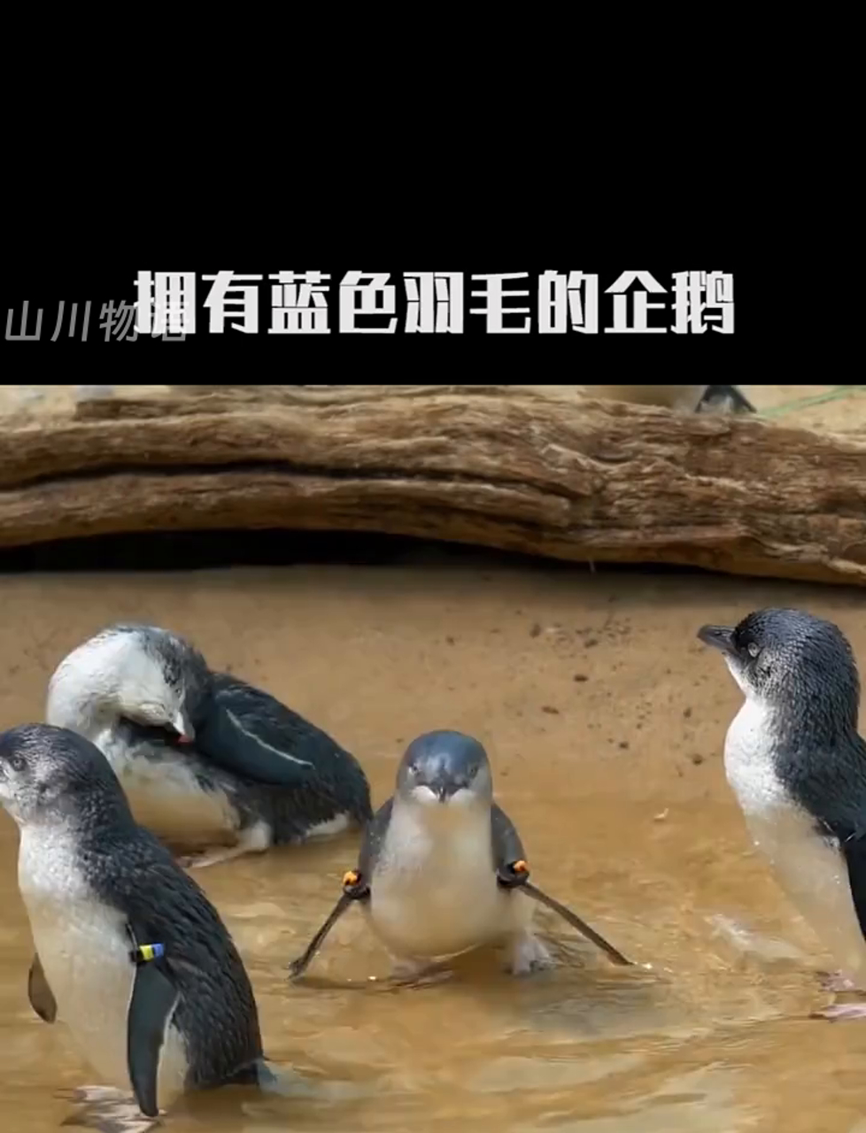 超萌的小企鹅,太暖心了!