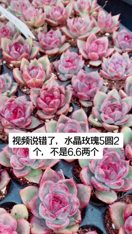 水晶玫瑰,多肉界的温柔仙子