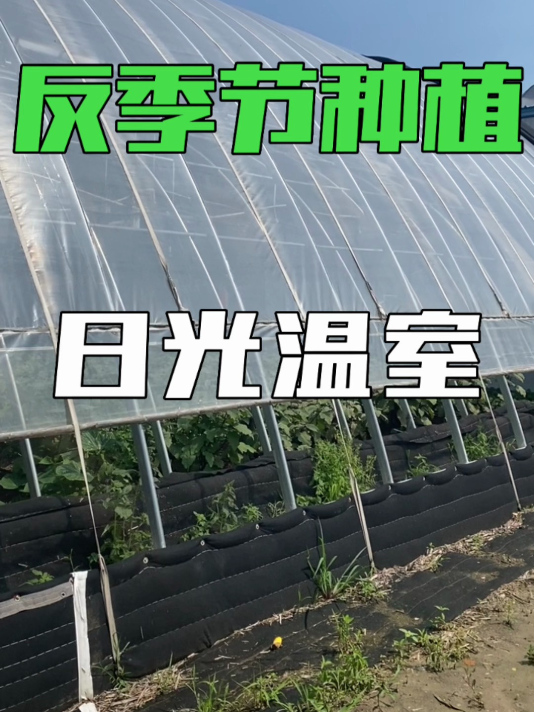 寒地双层智能温室,反季节种植日光蔬菜大棚